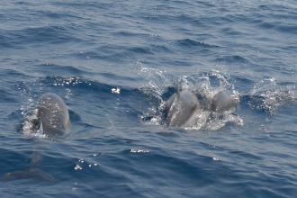 Nuovo importante passo per il Jonian Dolphin Conservation