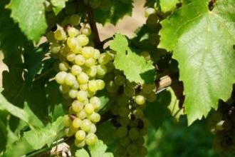 Altre sette varietà si aggiungono alla lista dei vitigni autoctoni