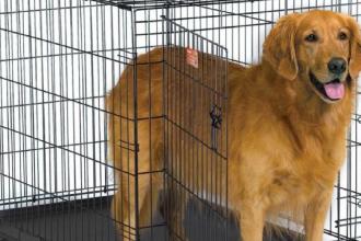 Il progetto “Zero cani in canile” continua a suscitare interesse