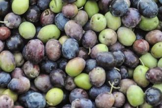 Tre giorni dedicati alle olive ed all’olio con la “Sagra delle olive”