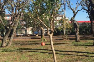Città pugliesi pronte per la Giornata nazionale degli alberi