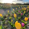 Raddoppiato il campo dei Tulipani in Puglia