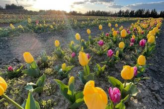Raddoppiato il campo dei Tulipani in Puglia